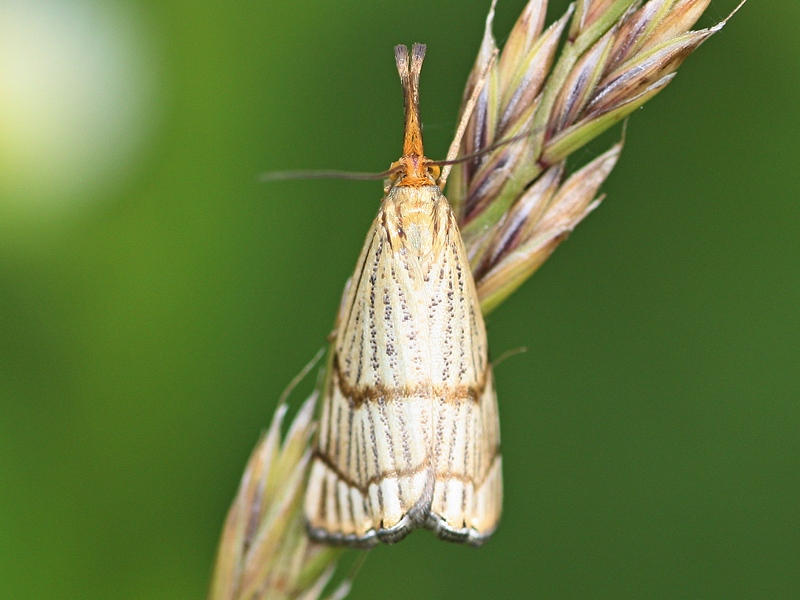 Chrysocrambus cfr. craterellus